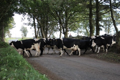 Cows-crossing-road