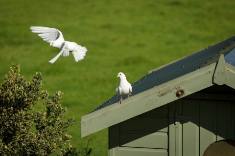 Doves-in-flight
