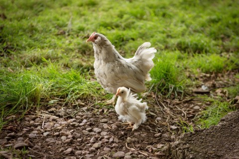 Hen-and-chick