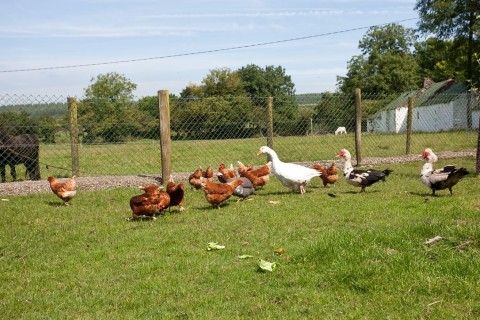 Hens-and-geese